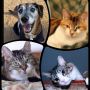 Missing our fur babies today... 