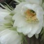 Cactus flower. 