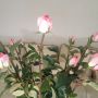 @R_Athie Gracias están hermosas, me encantaron. TAM&M 