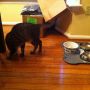 Wash likes to hunt for his food, which apparently means flipping the kibble out of the bowl and pouncing on it. 