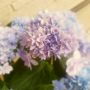 昨日手に入れた紫陽花♪孔雀舞(^-^)/