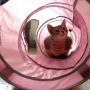 ねこトンネルฅ´ω`ฅにゃー #cat #猫部 