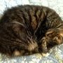 Felis domesticus in compact configuration. #cats #fb