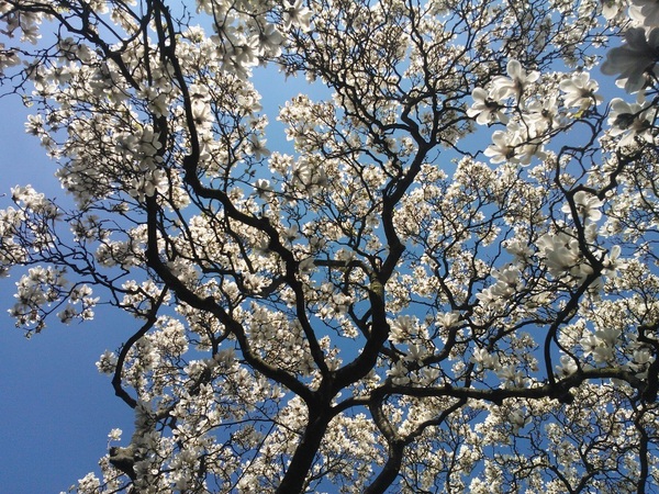 magnoliapracht
