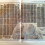 'Cow City': waarachtige foto v Henner van een 'feedlot' in Texas waar duizenden koeien in 4 mnd 180 kilo aankomen #vk