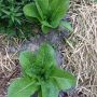 Still #lettuce #wx @CataulaGaWX @RunnerGal23 @wxbunny @SenhW @westernmewx @tobyspond @stormangel37
