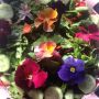 From the garden: spinach, cilantro, pickled beet/kale/dulce, carrot and pansy salad.