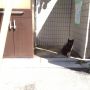 粗大ゴミと猫

 #ネコ #ねこ #neko #cat #猫部