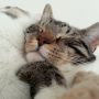 Laten de #kroningsdag aan ons voorbij gaan... Wij gaan slapen. Wij zijn moeeeeee! #CatsRuleQueenDay