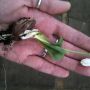 Look how well the chipped bulbs of Galanthus Mount Everest grow, they even bloom!