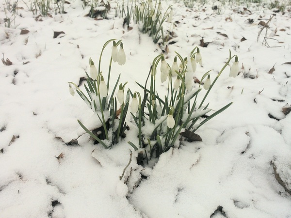Sneeuwklokjes. #whatsinaname