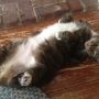 Felis domesticus adopting his signature pose. #cats #fb
