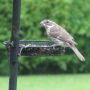 @gemswinc @PikeNurseries @PenningtonBirds @birdfeeders @AKbirder @MaineBirder pls help identify. 