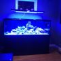 @TrinityStClair Be careful! They are WORK. I have. 180 gallon myself.