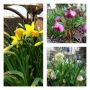 Finally spring has come to my garden! Hellebores and jonquils and snowdrops have bloomed. Tulips and hyacinth soon!