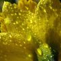 Daffodil covered in raindrops this morning #spring