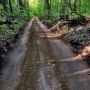 Road through spring woods, Harvard Forest. #nature #newengland #trees #spring #forests