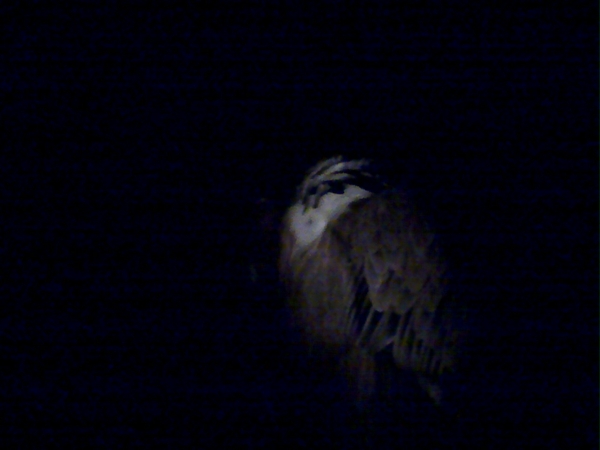 Crooked Vulture #n8