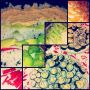 #Sushi #Crab #Advocado #Cucumber #Salmon #Tuna #Wasabi #Rise