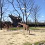 Giraffe Diergaarde Blijdorp #Rdam