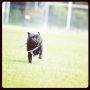 Run Forest, RUN #pug #pugs #puglife #puglove #pugstagram #petstagram #pugsofinstagram #blackpug #jj #dog #dogstagram #picoftheday #cute #photooftheday #instamood #instagood #ilovemydog #dogsofinstagra