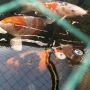 De Koi hebben er weer zin in.... :) #nishikigoi #koi 
