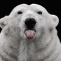 Saw the other Polar Bear today. Only from a distance.  Here is what he did...... So mature