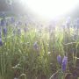 @JasonKing1984 @ScotEaster Bluebells are out in my garden, happy days!