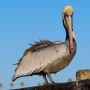 Charlie the Pelican on the @VisitOceanside pier @VisitCA @RitaWilson @Oprah 