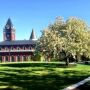 Apple tree in flower on the Hogan Courtyard, College of the Holy Cross, Worcester MA. #trees #newengland #academia