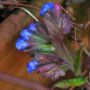 Vivid blue pulmonaria #spring