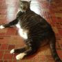 Odd Easter perspective of Felis domesticus, Petersham MA. #cats #fb