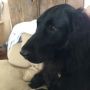 @MelissaWiseman1 Piper  is happy