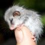 Ok.. Cute alert!! This little pigmy opossum is just too much!! ❤