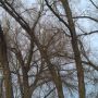Looming, old, beautiful. #cottonwoods #Taos #NM