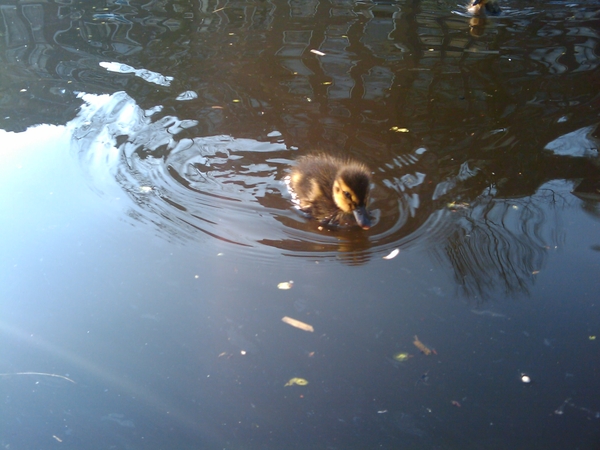 Cuties! First I see this year... not camera shy either