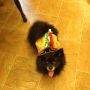 That's one cute taco. #cincodemayo