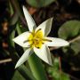 Tulip Turkestanica #spring