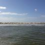Zeehonden!